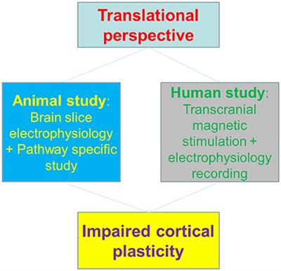 Commentary: Methamphetamine abuse impairs motor cortical plasticity and function